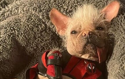 Conheça dogpool, o cachorro que apareceu em imagens vazadas de Deadpool 3 